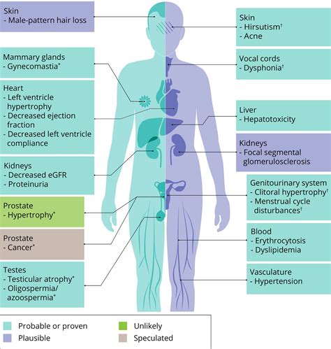 Steroid Cycle: Definition, Types And Side Effects.